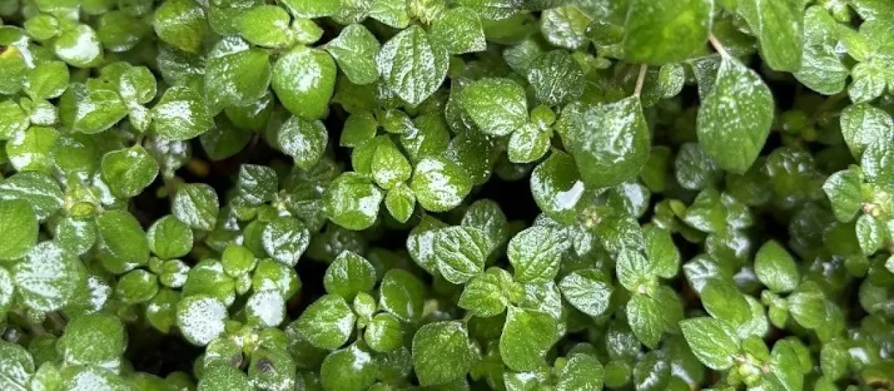 Rousselia humilis