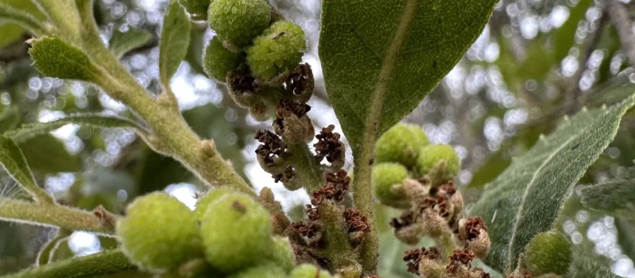 Мирика пушистая