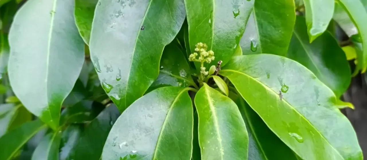Guapira fragrans