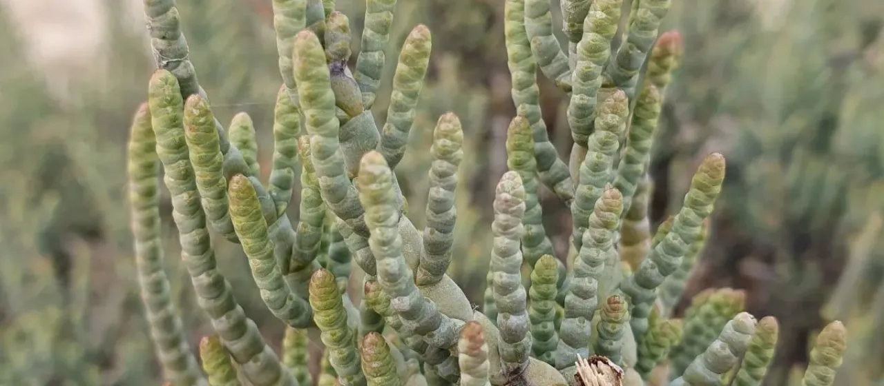 Arthrocaulon macrostachyum