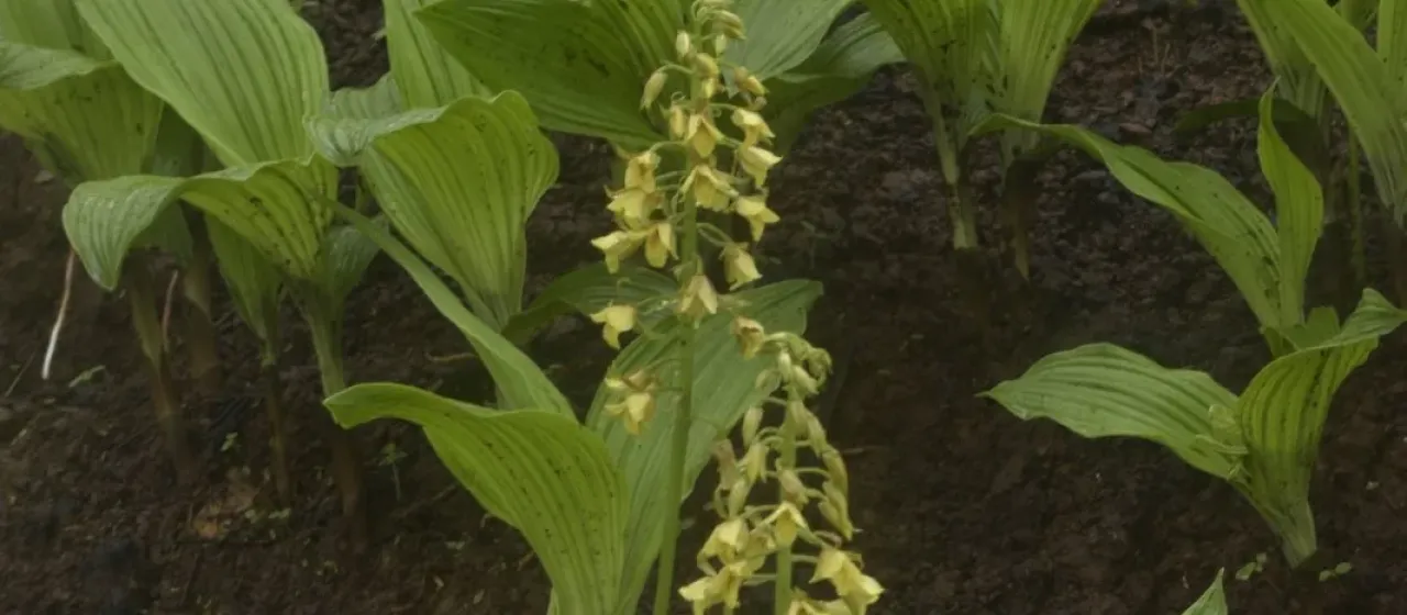 Eulophia ochreata