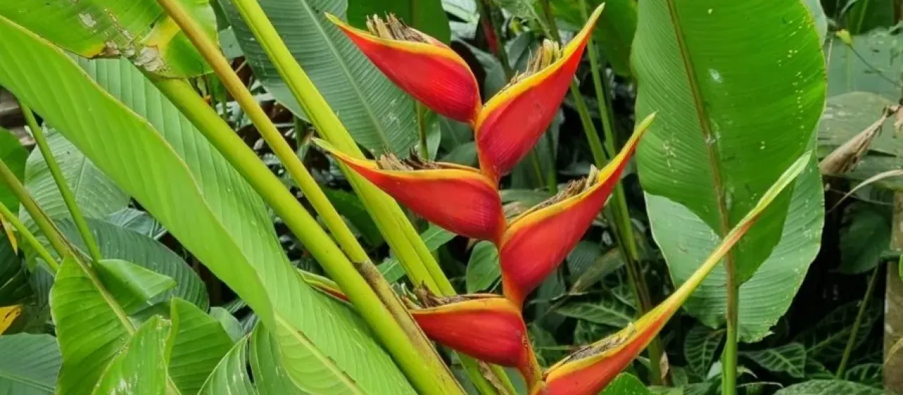 Heliconia stricta