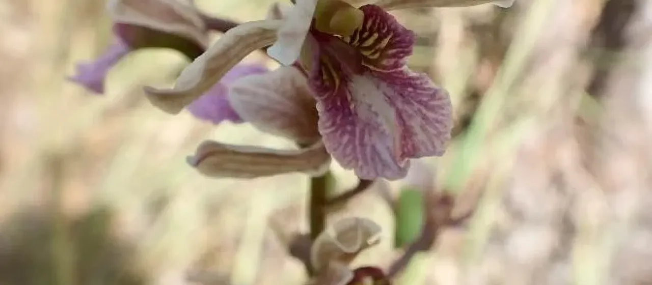 Eulophia bicallosa