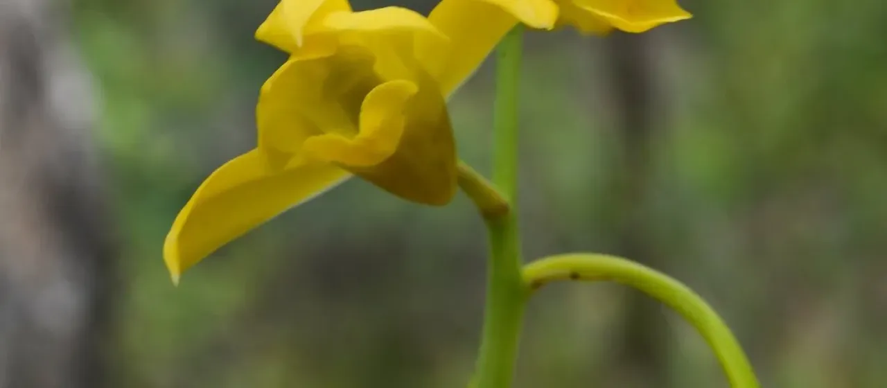 Эулофия желтая
