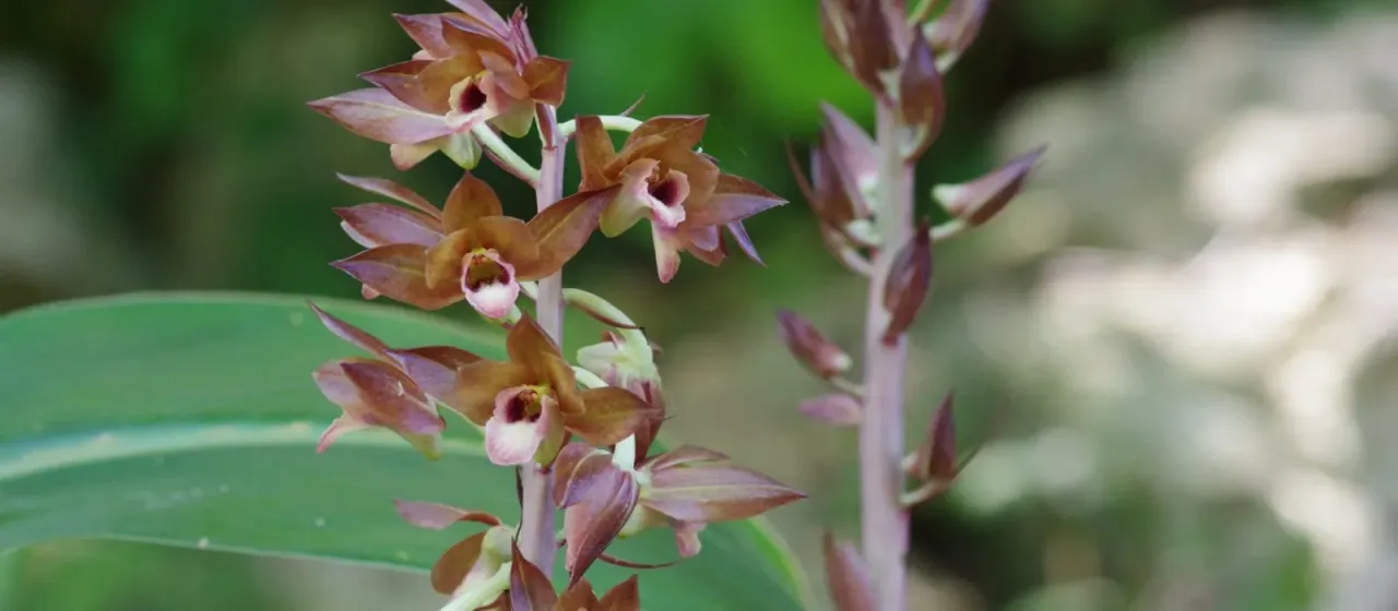 Eulophia zollingeri