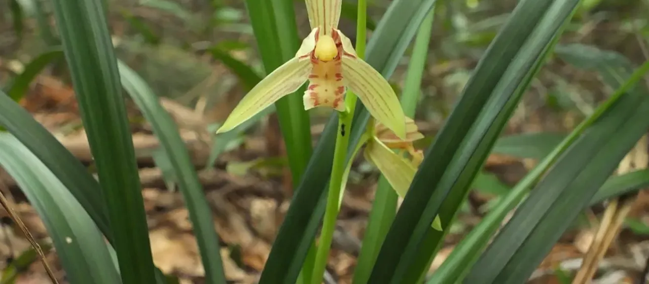 Cymbidium ensifolium
