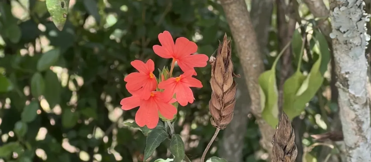 Crossandra massaica