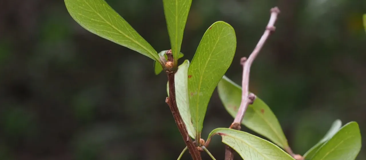 Terminalia boivinii
