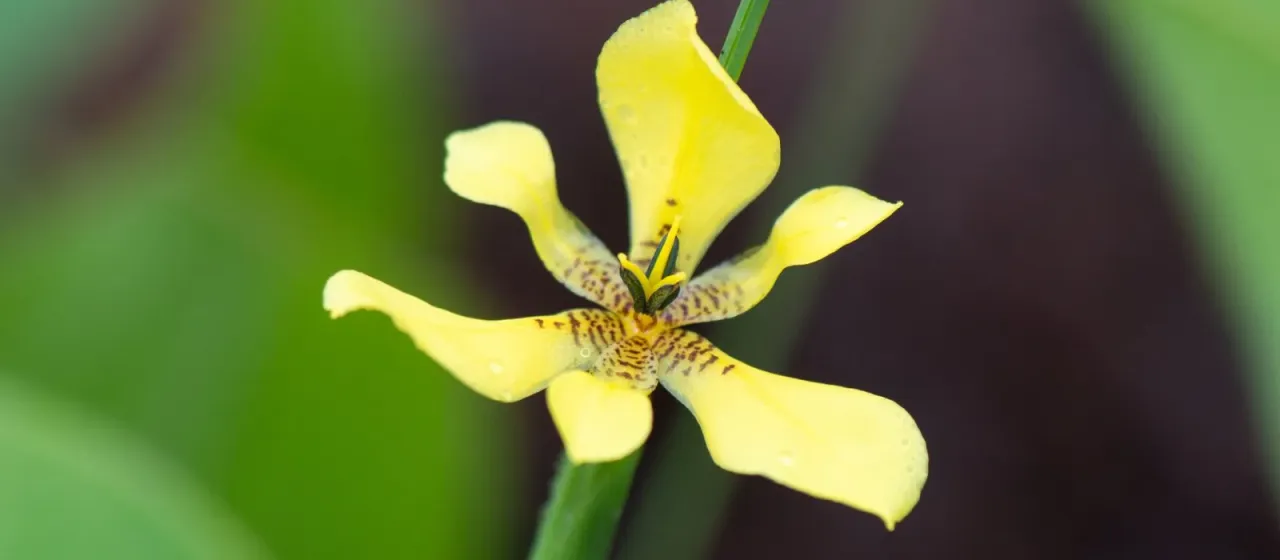 Yellow Walking Iris
