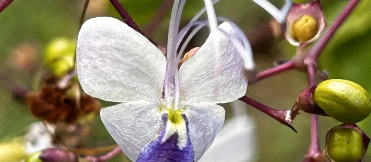 Rotheca myricoides
