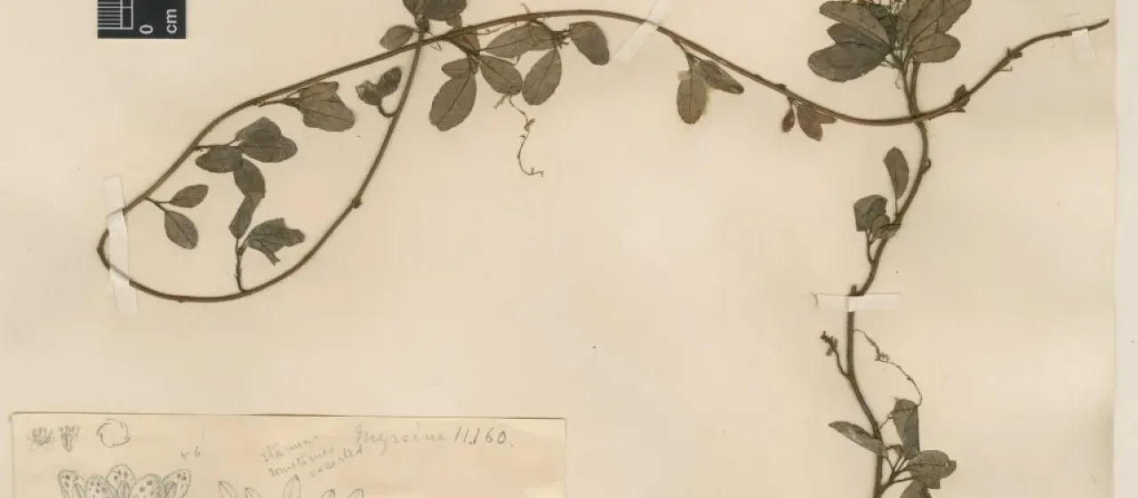 Embelia procumbens