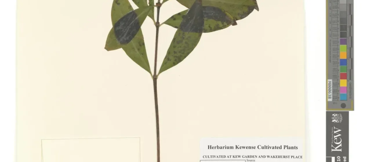 Tarenna alpestris
