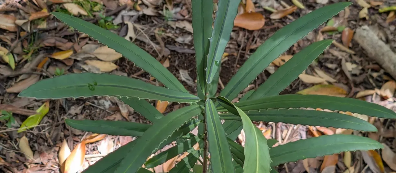 Brexia madagascariensis