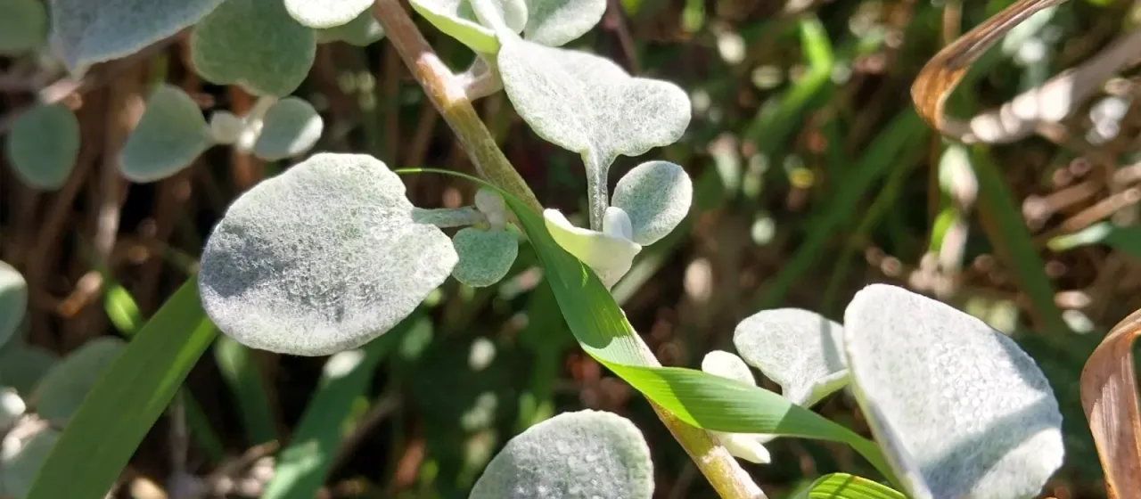 Licorice plant