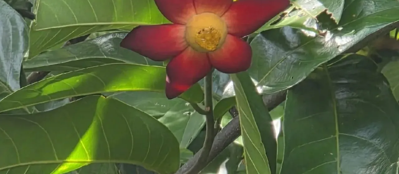 Uvaria grandiflora