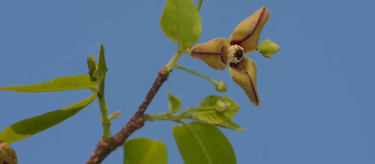 Miliusa tomentosa