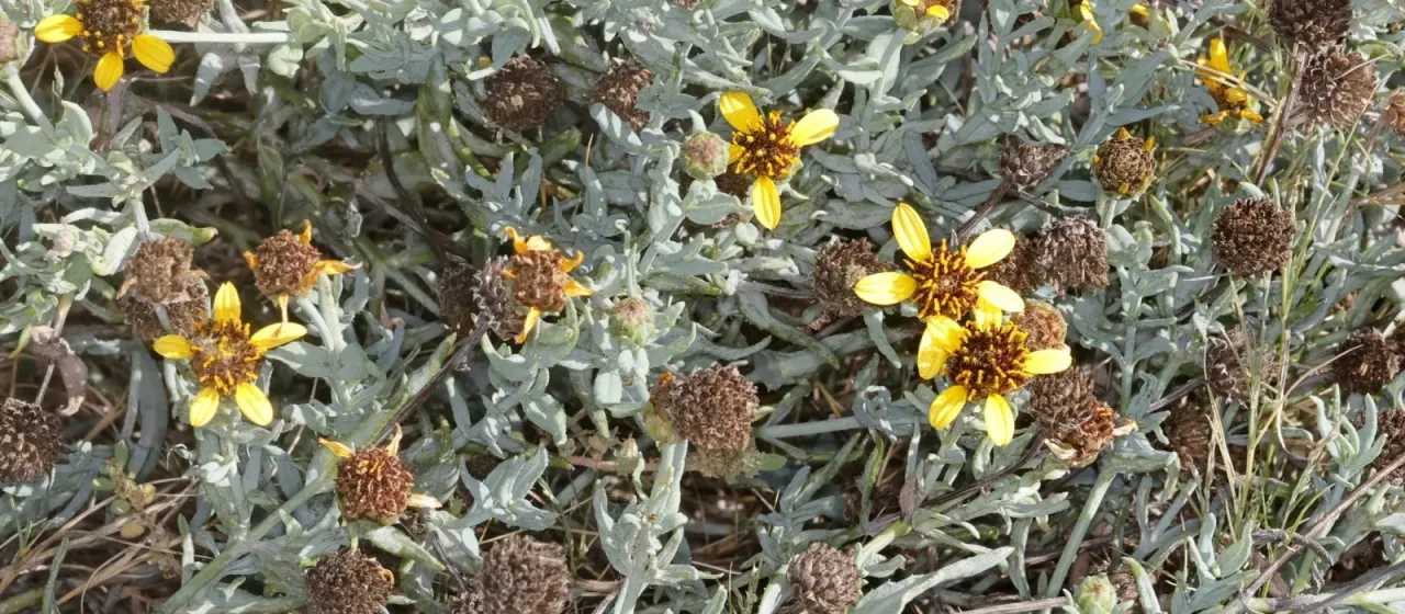 Ciliate sunflower