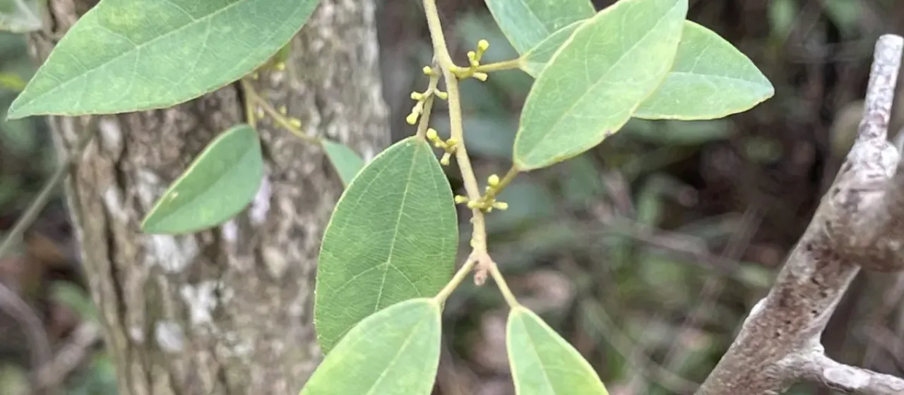 Hypserpa nitida