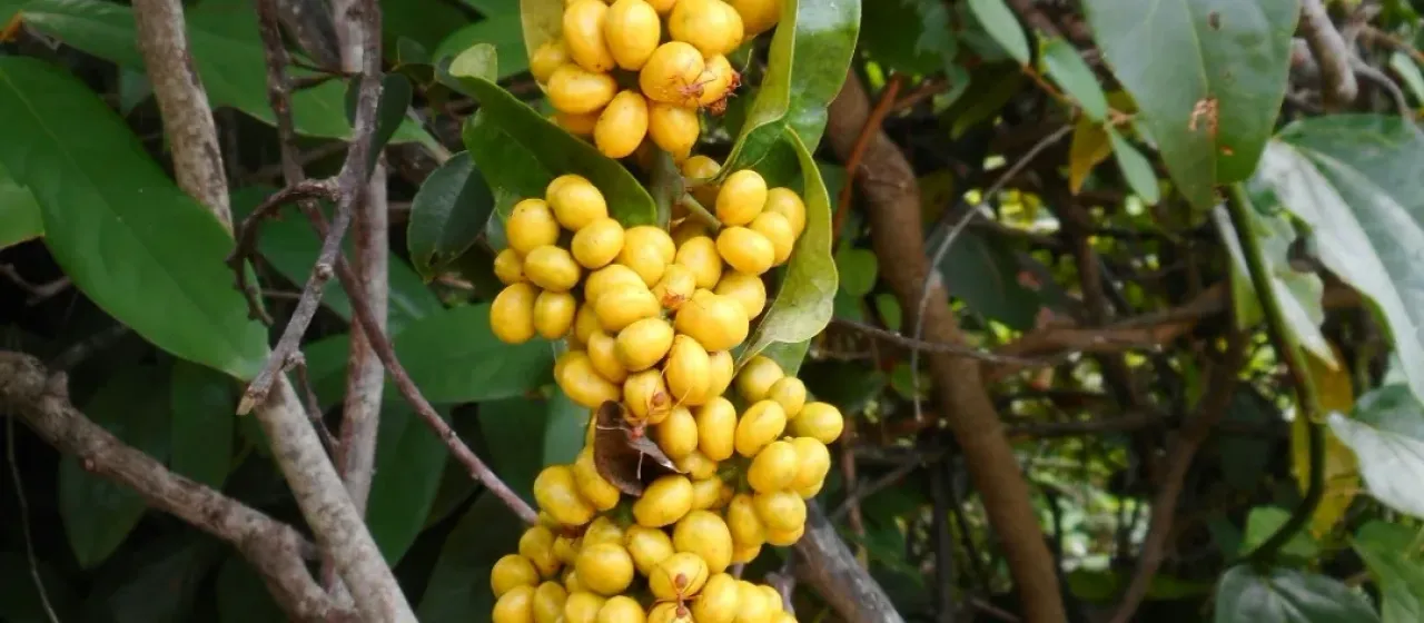 Tiliacora triandra