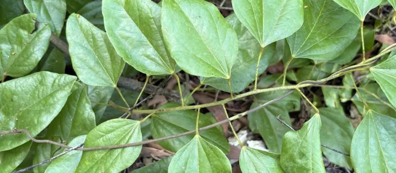 Pachygone ovata