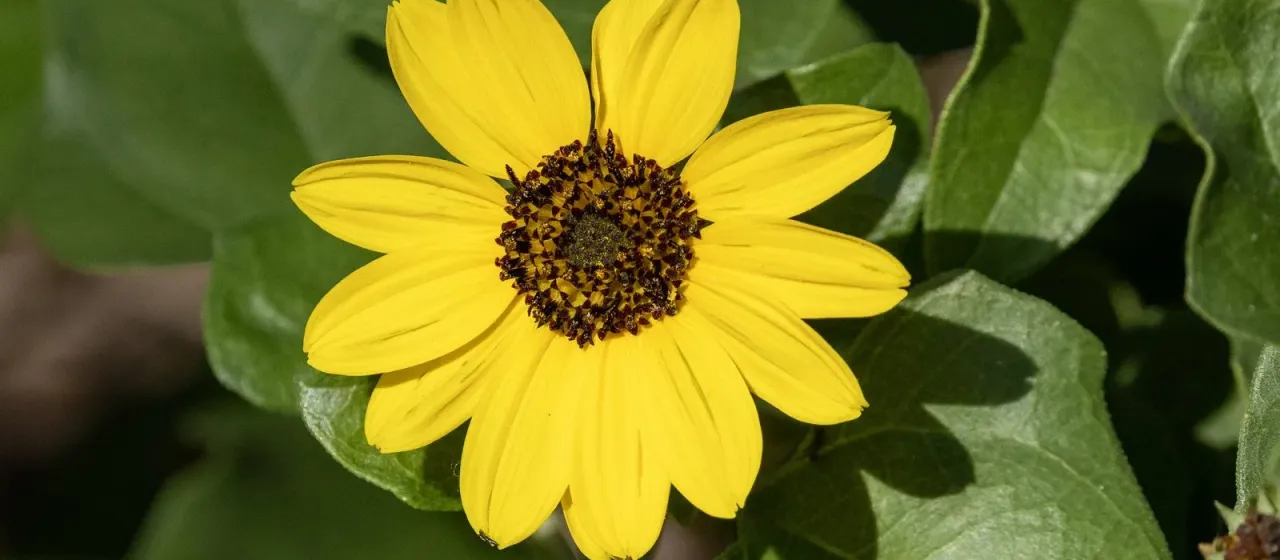 Cucumberleaf sunflower