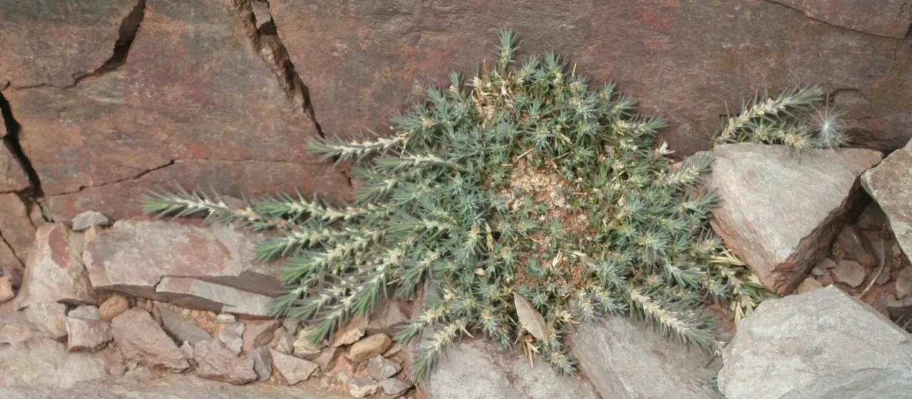 Polycnemum fontanesii