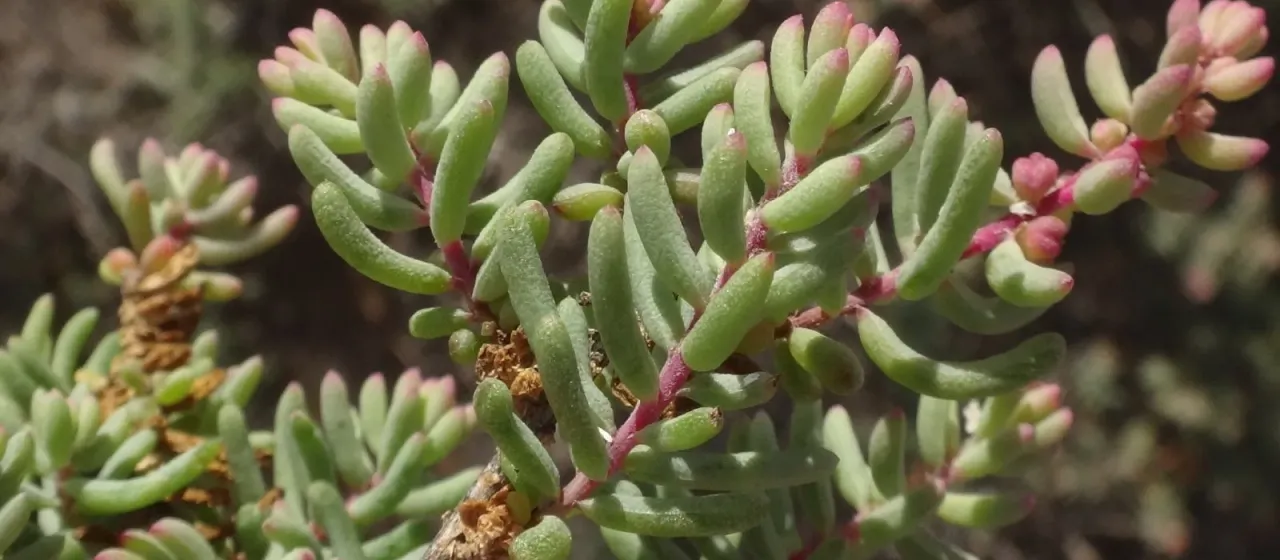 Suaeda ifniensis