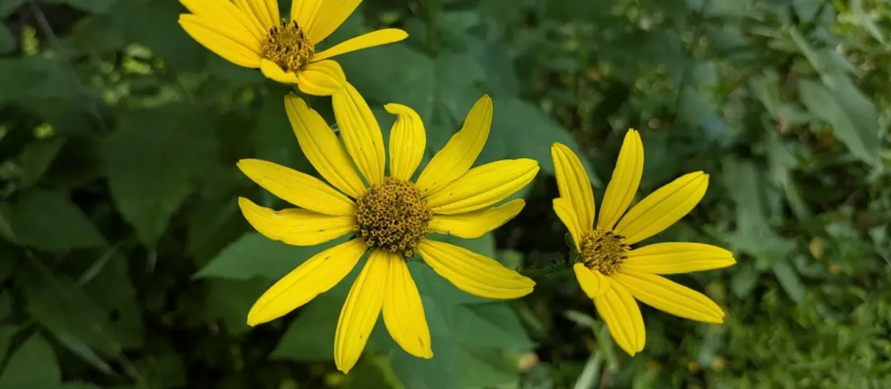 Ten-petaled sunflower