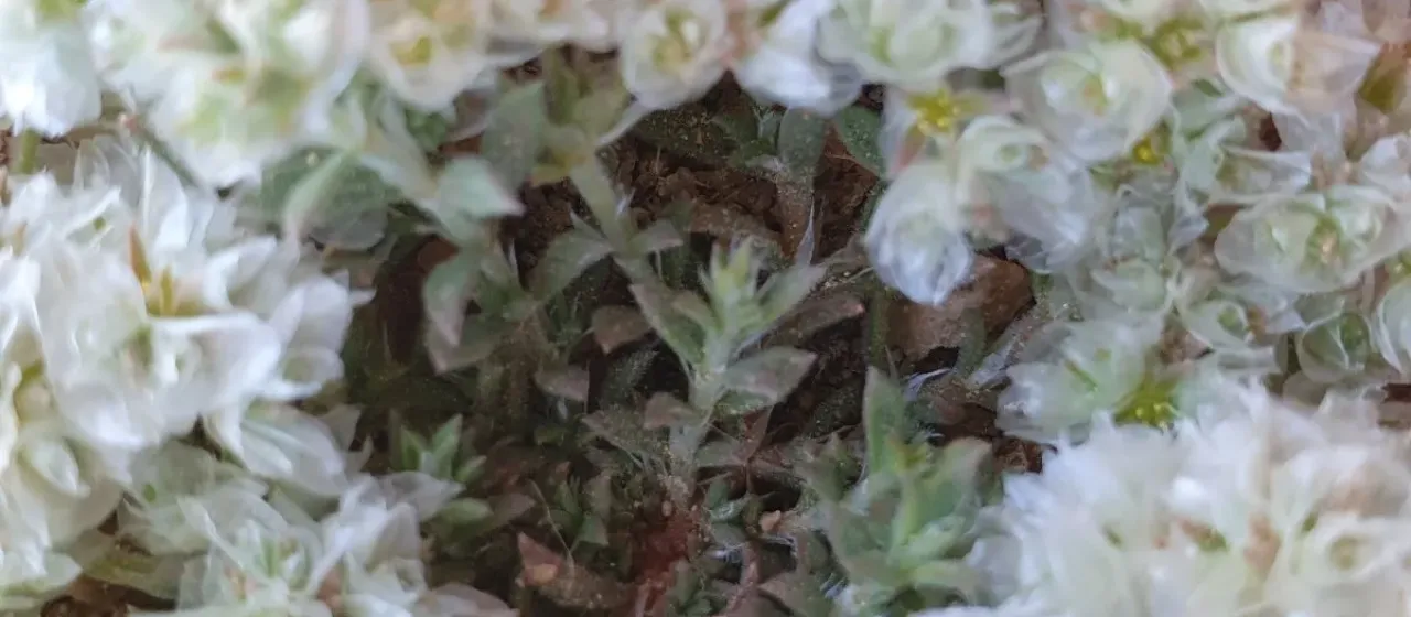 Paronychia chlorothyrsa