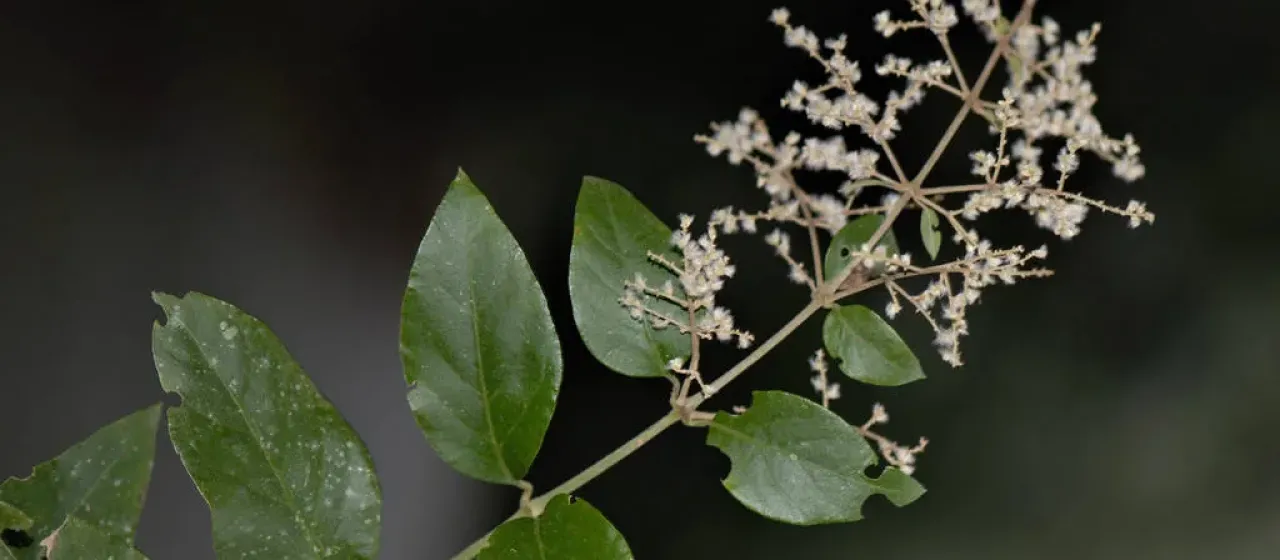 Iresine argentata