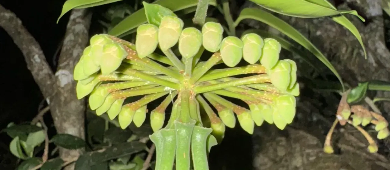 Marcgravia umbellata