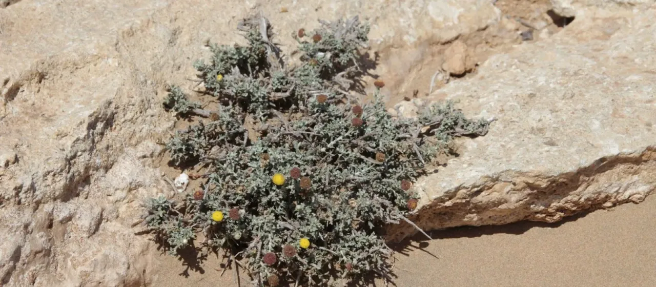 Pentzia hesperidum