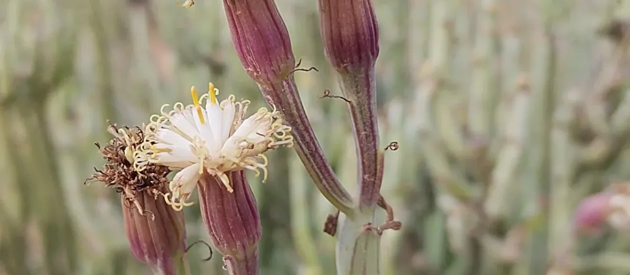 Kleinia anteuphorbium