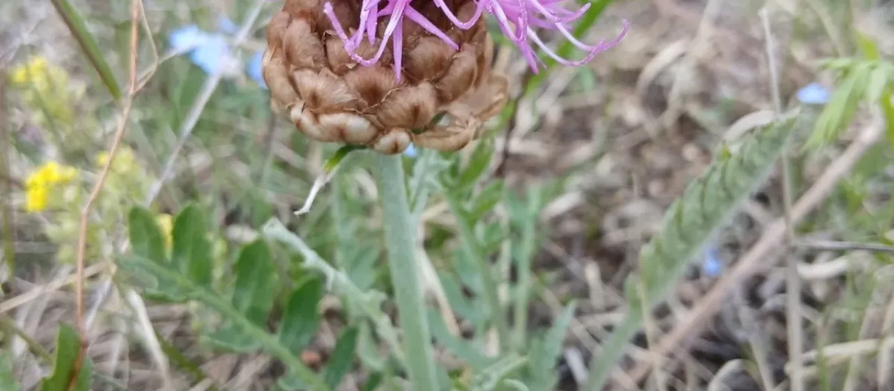 One-flower leuzea