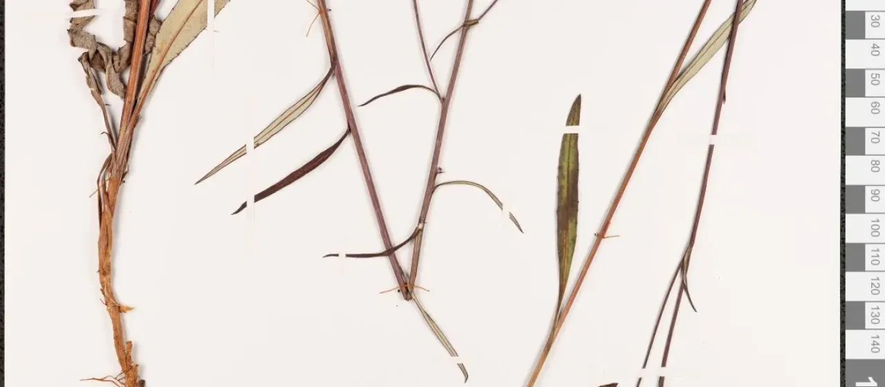 Amur saussurea