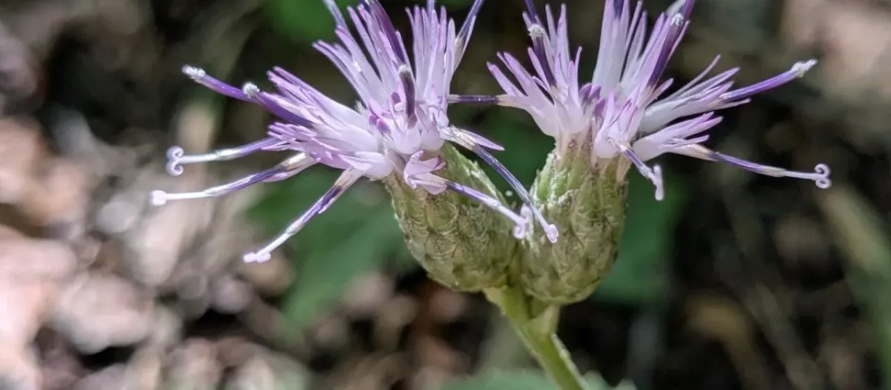 Saussurea grandifolia