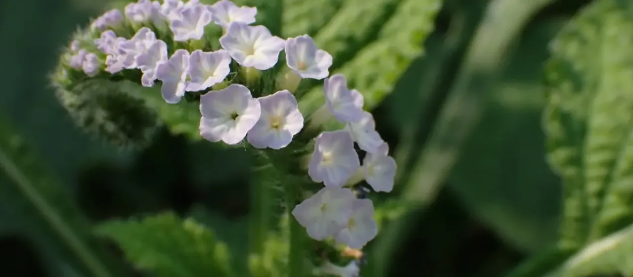 Indian heliotrope
