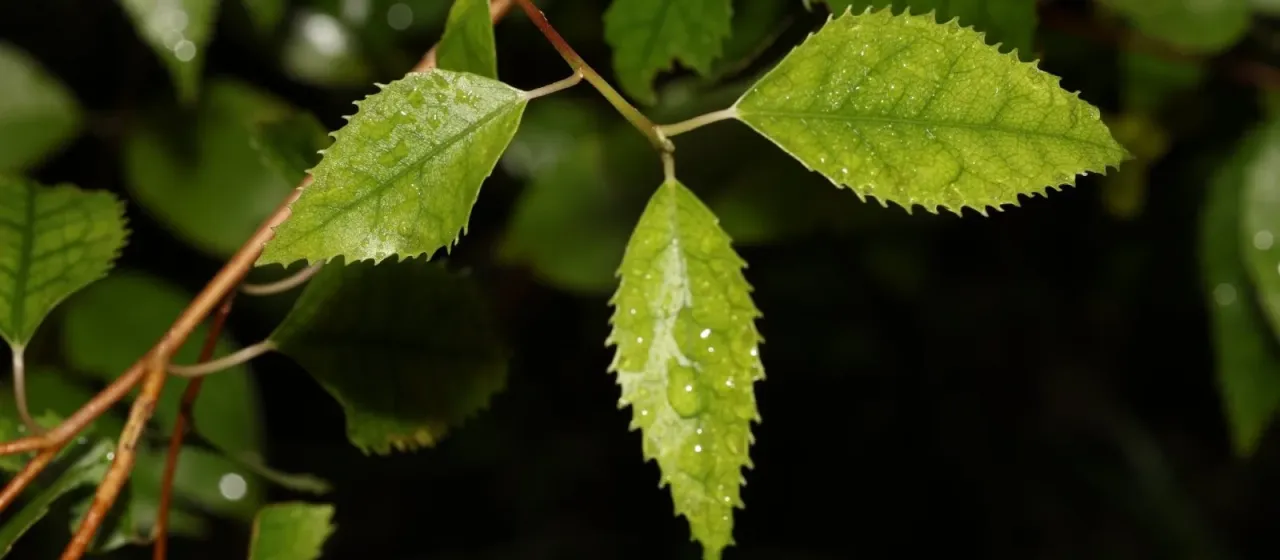 Twinebark