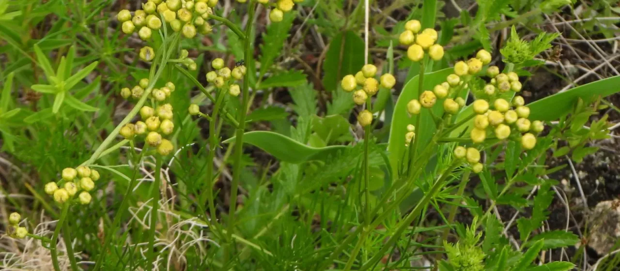 Filifolium sibiricum