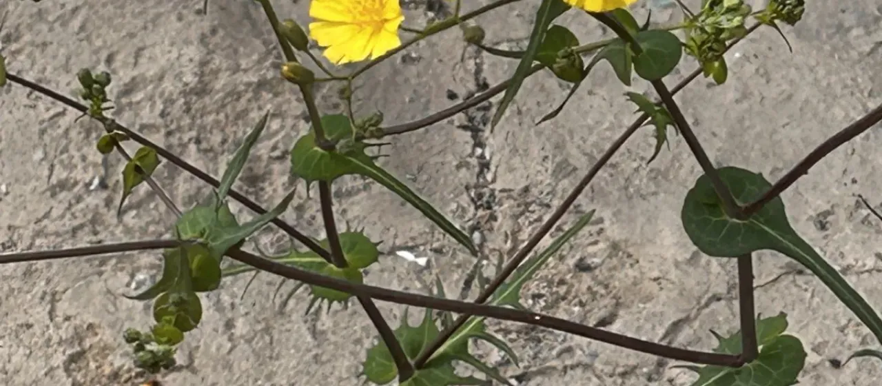 Crepidiastrum sonchifolium