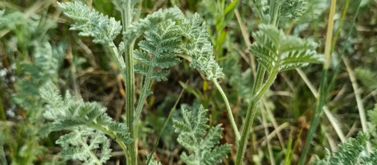 Tansy-leaved wormwood