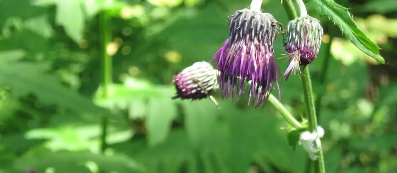 Schantar thistle