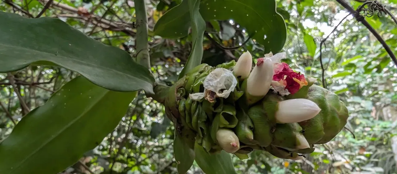Костус луканусианус