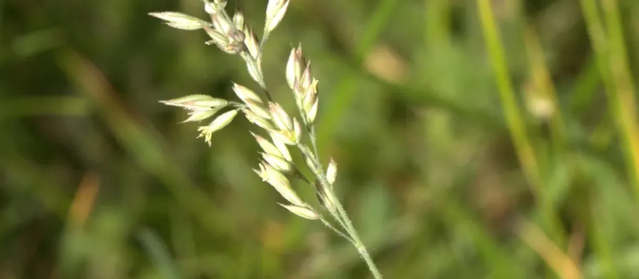 Creeping soft grass