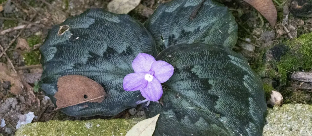 Кемпферия красивая