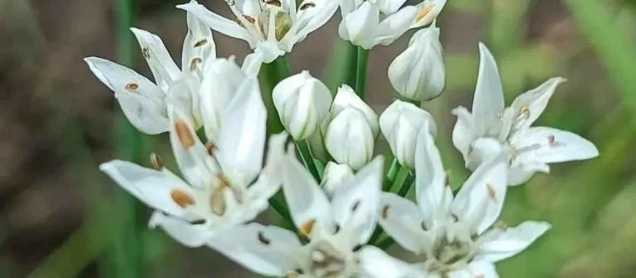 Fragrant garlic