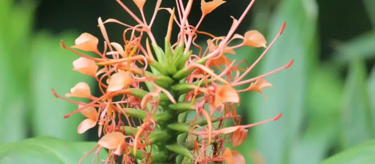 Scarlet ginger lily
