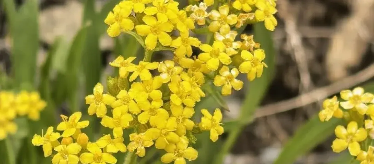 Patrinia sibirica