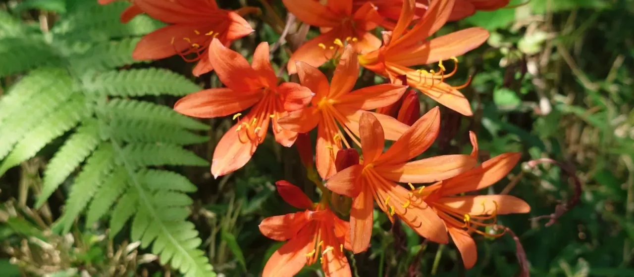 Lycoris sanguinea