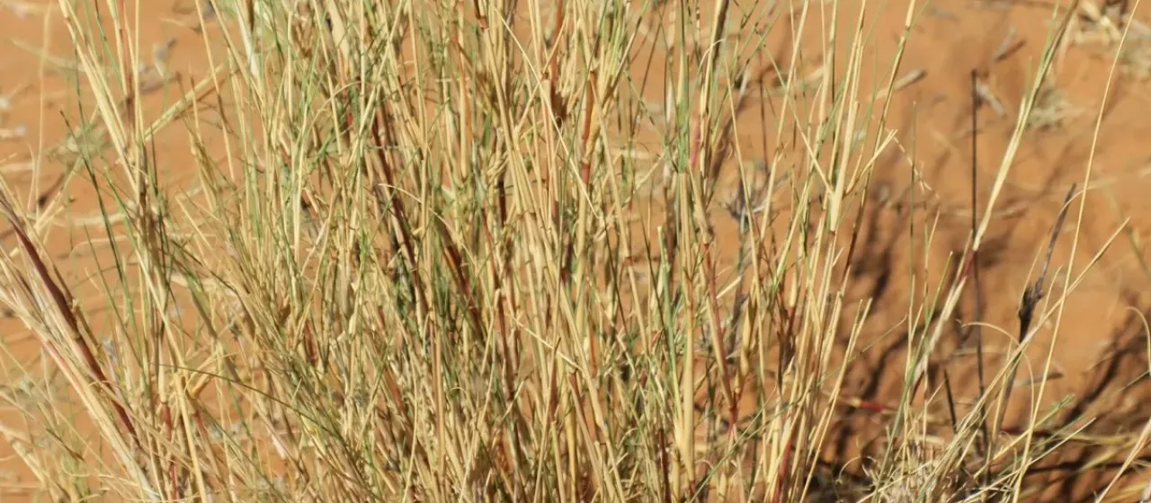 Stipagrostis amabilis